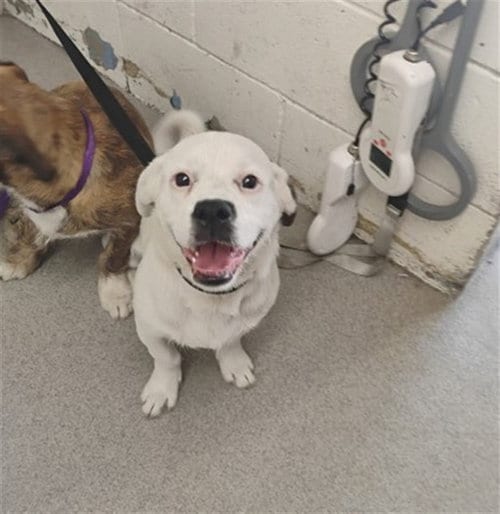 Photo of Dorian, adoptable Terrier in San Bernardino, California