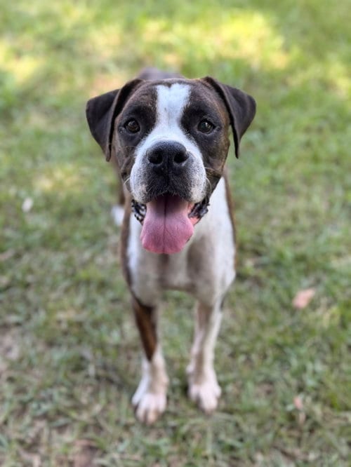 Photo of Bia, adoptable Boxer in Monticello, New Jersey