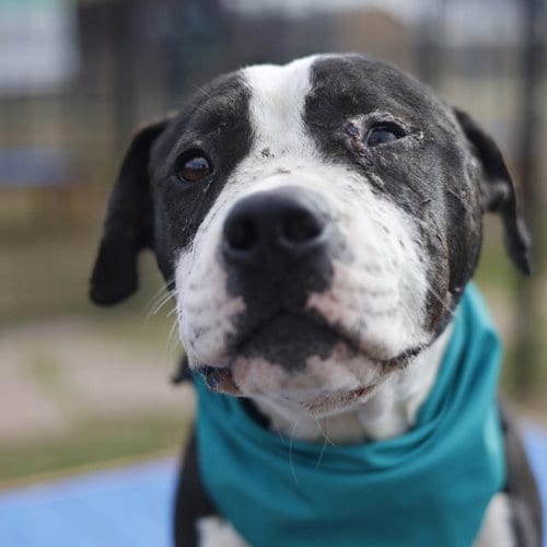 Photo of Frank The Tank, adoptable American Staffordshire Terrier in San Antonio, Texas