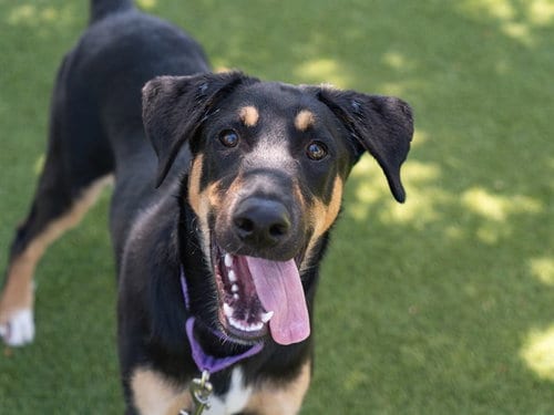 Photo of Dipper, adoptable German Shepherd Dog in Martinez, California
