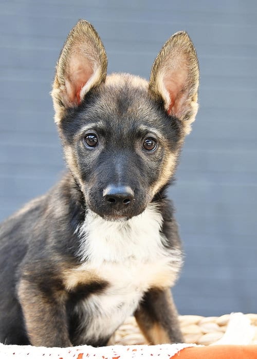Photo of Atlas Enzo, adoptable Australian Cattle Dog/Blue Heeler in Sandy, Utah