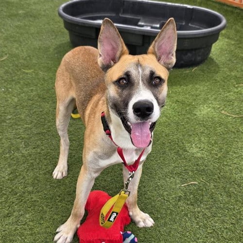 Photo of Tug Tug, adoptable German Shepherd Dog in Las Vegas, Nevada