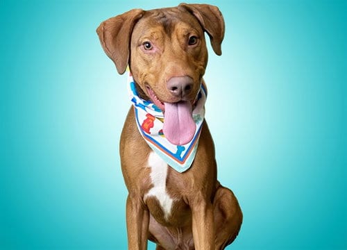 Photo of Brownie, adoptable Doberman Pinscher in Ft Lauderdale, Florida