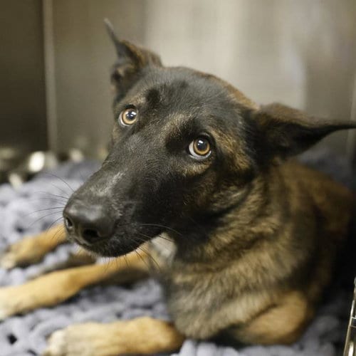 Photo of Colt, adoptable Belgian Shepherd Malinois in San Antonio, Texas