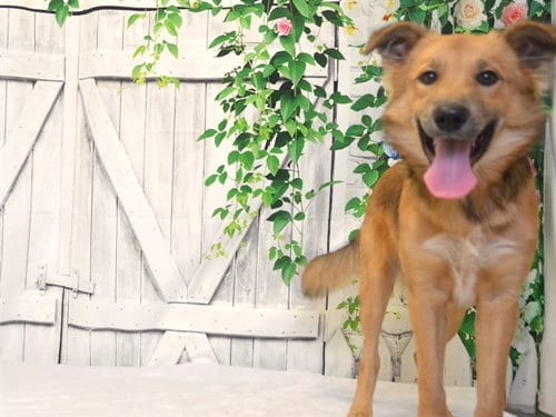 Photo of Cody, adoptable Australian Shepherd in Oroville, California