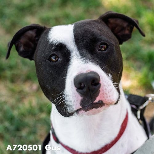 Photo of Gus, adoptable Pit Bull Terrier in Sacramento, California