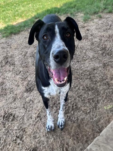 Photo of Honey, adoptable Labrador Retriever in Plano, Texas