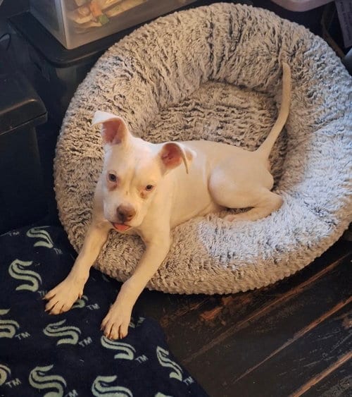 Photo of Powder, adoptable Bulldog in Mobile, Alabama