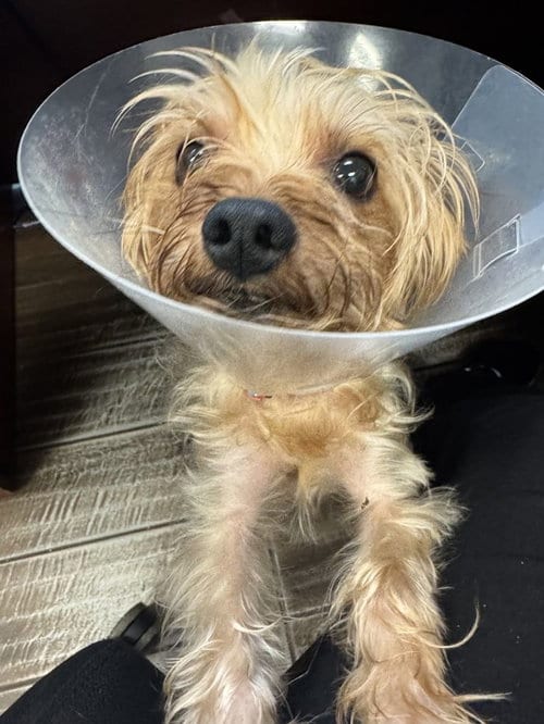 Photo of Charles, adoptable Yorkshire Terrier Yorkie in Hilton Head, South Carolina