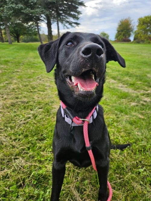 Photo of Ember, adoptable Labrador Retriever in Gloversville, New York