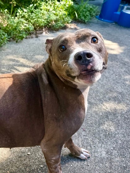 Photo of Star, adoptable Terrier in New Orleans, Louisiana