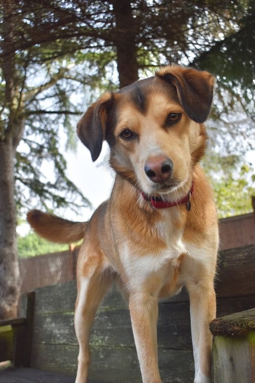 Photo of Tikka, adoptable Husky in Sequim, Washington