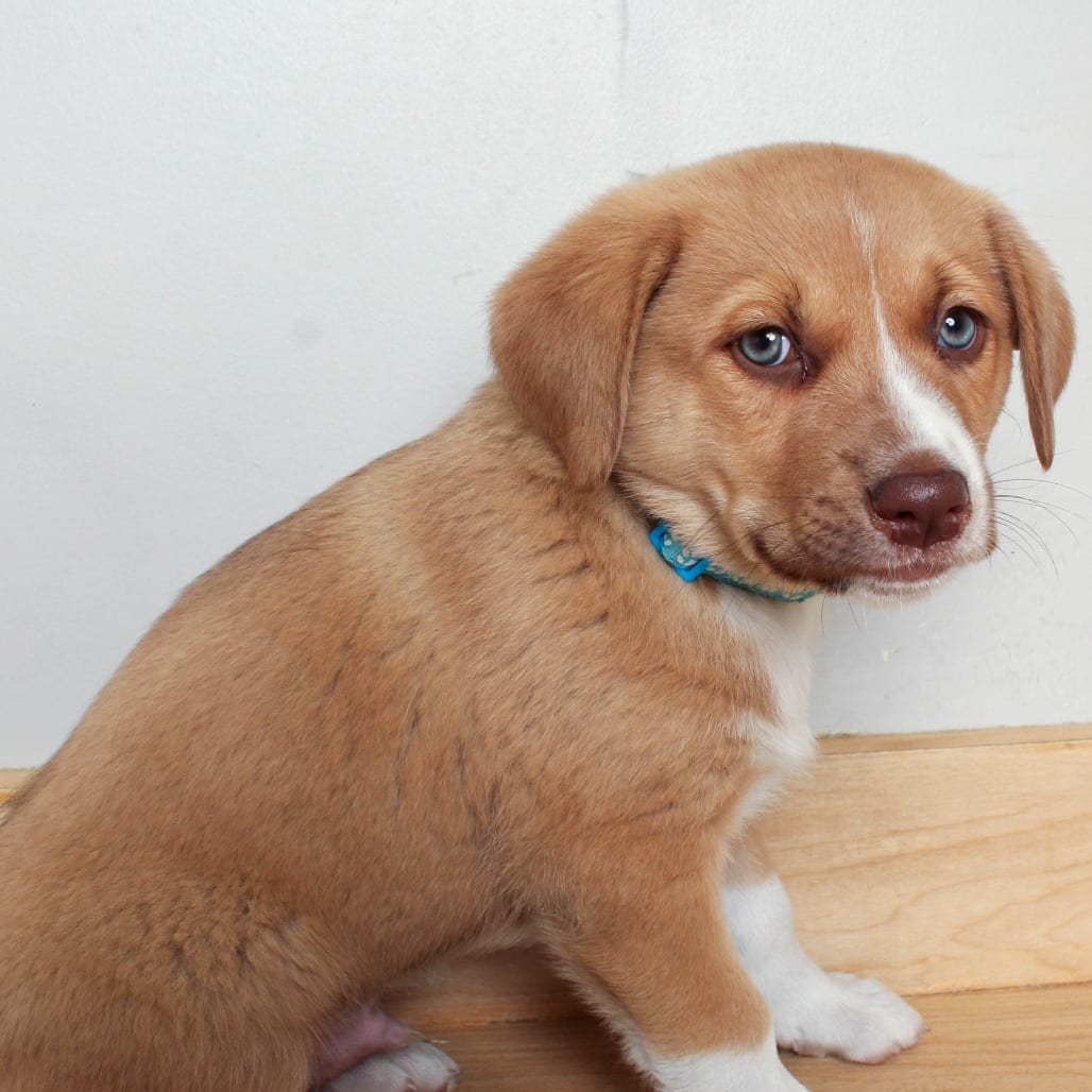 Photo of Turkey D71560, adoptable Retriever, Labrador in Minnesota, Minnesota