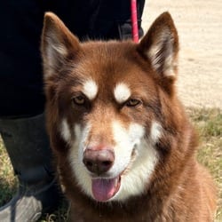 Photo of Christina 5804, adoptable Husky in Loxahatchee, Florida