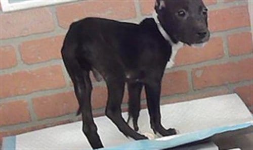 Photo of A2098307, adoptable Staffordshire Bull Terrier in Houston, Texas