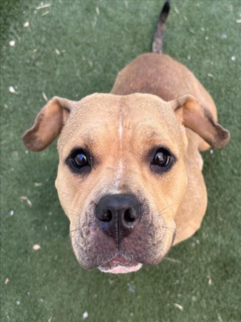 Photo of Crouton, adoptable American Pit Bull Terrier in Texas City, Texas