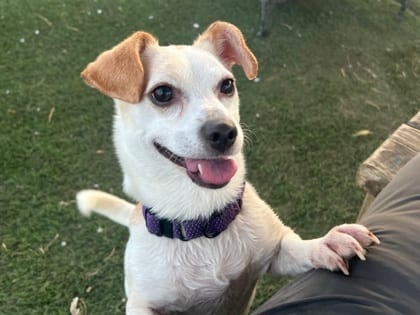 Photo of DJ, adoptable dog in Georgetown, Texas