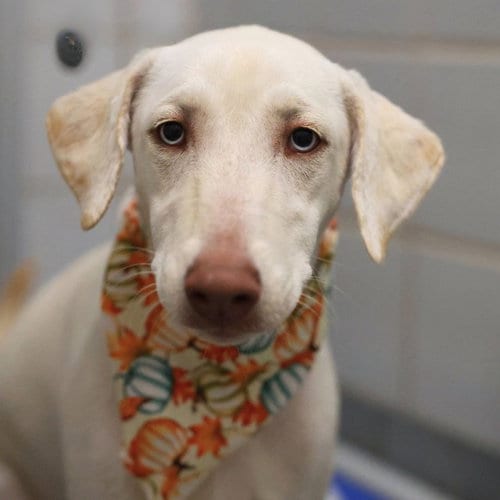 Photo of Marla, adoptable Labrador Retriever in San Antonio, Texas