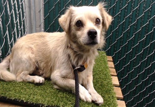 Photo of Coco, adoptable Chihuahua in Downey, California