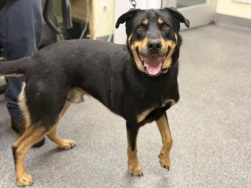 Photo of Haze, adoptable German Shepherd Dog in Los Angeles, California