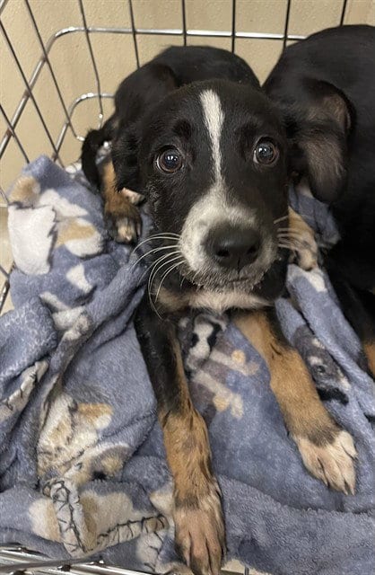 Photo of Cory, adoptable Black and Tan Coonhound in Clyde, North Carolina