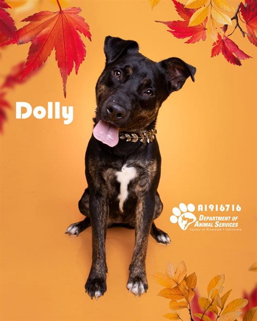 Photo of Dolly, adoptable Dutch Shepherd in Riverside, California