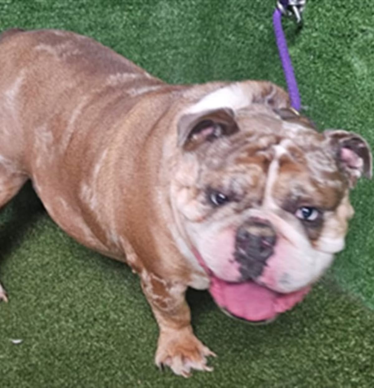 Photo of Butterball, adoptable English Bulldog in Lancaster, California