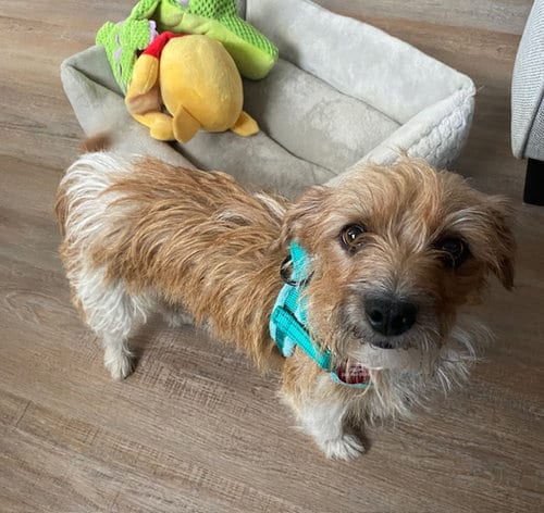 Photo of Luna, adoptable Terrier in Genesee, Wisconsin