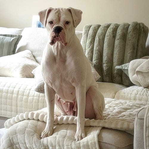 Photo of Cincy - Brazil, adoptable Boxer in Monticello, New Jersey