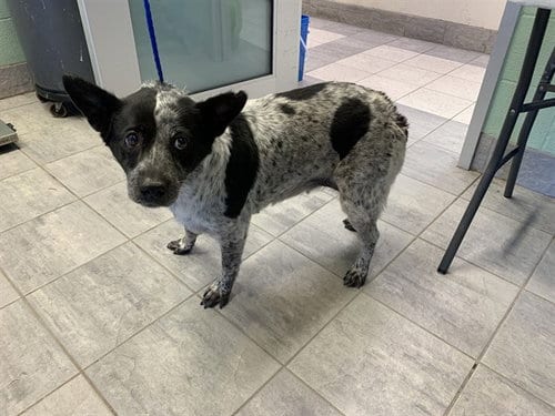 Photo of Pulgita, adoptable Australian Shepherd in Grand Prairie, Texas