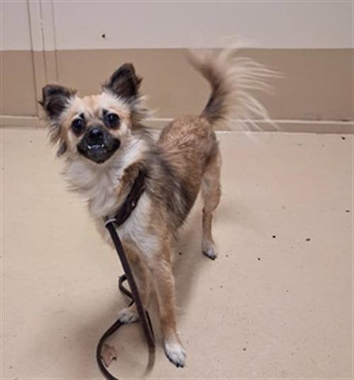 Photo of Brandilini, adoptable Chihuahua in Chula Vista, California