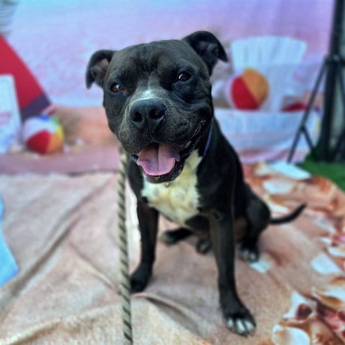 Photo of Nathaniel, adoptable Pit Bull Terrier in Long Beach, California