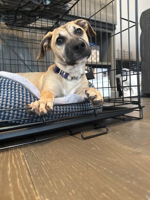 Photo of Kallie, adoptable Unknown breed (short coat) in Derwood, Maryland