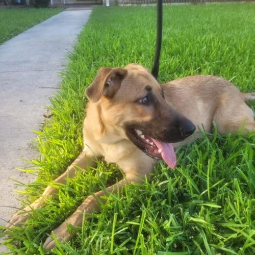 Photo of Max, adoptable German Shepherd Dog in San Antonio, Texas