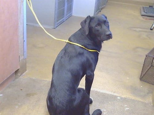 Photo of Jerry, adoptable Labrador Retriever in Sacramento, California