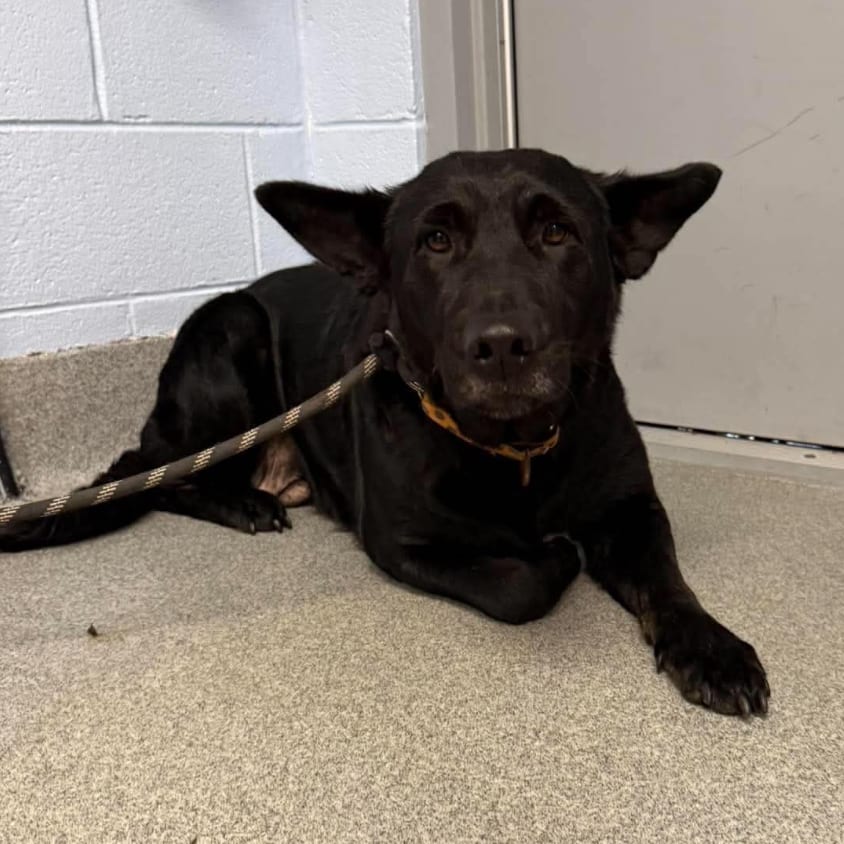 Photo of Cider, adoptable Shepherd / Mix in Martinsville, Virginia
