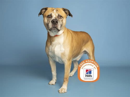 Photo of Stormi, adoptable Boxer in Phoenix, Arizona