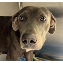 Photo of Emerald, adoptable American Pit Bull Terrier in San Antonio, Texas