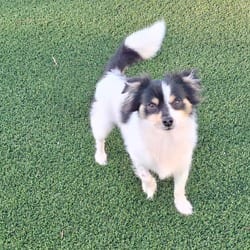Photo of Tortugas Chi Chi 0101, adoptable Chihuahua Mixed Breed (Medium) in Loxahatchee, Florida