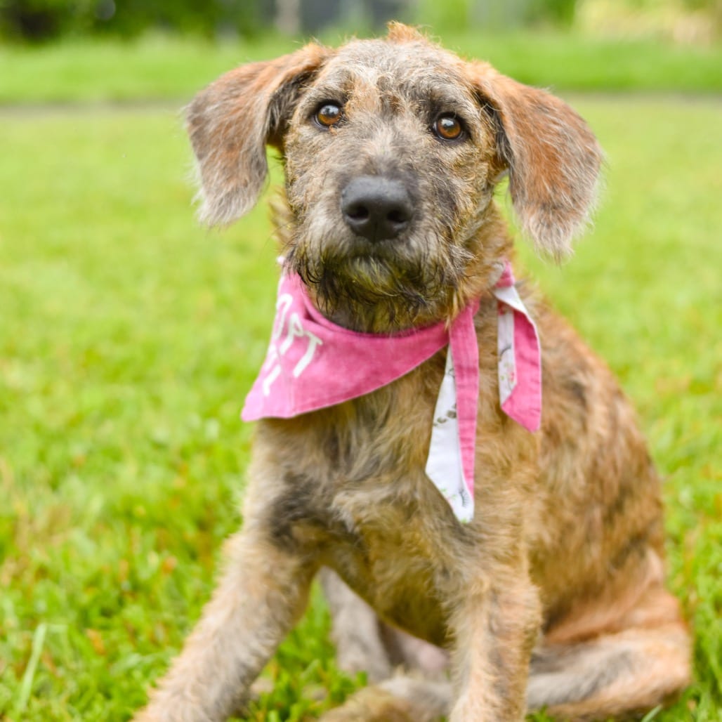 Photo of Kitty, adoptable Mixed Breed (Large)