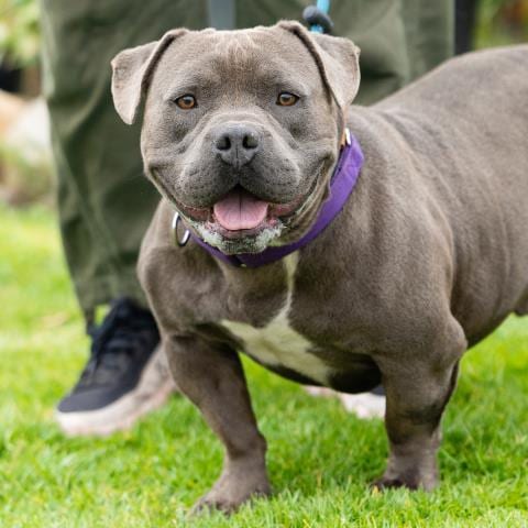 Photo of King, adoptable Pit Bull Terrier in Camarillo, California