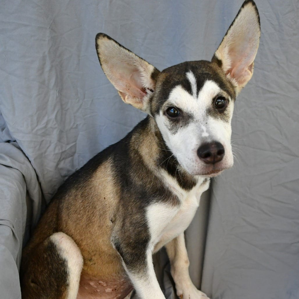 Photo of Scampi, adoptable Husky in Beaumont, Texas