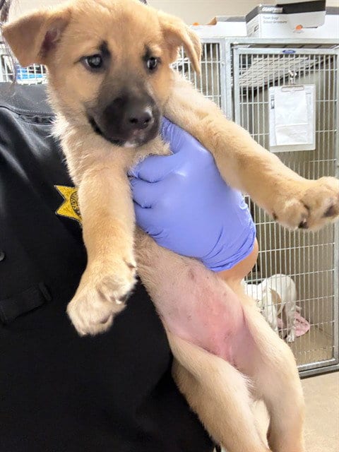 Photo of Camellia, adoptable German Shepherd Dog in Sacramento, California