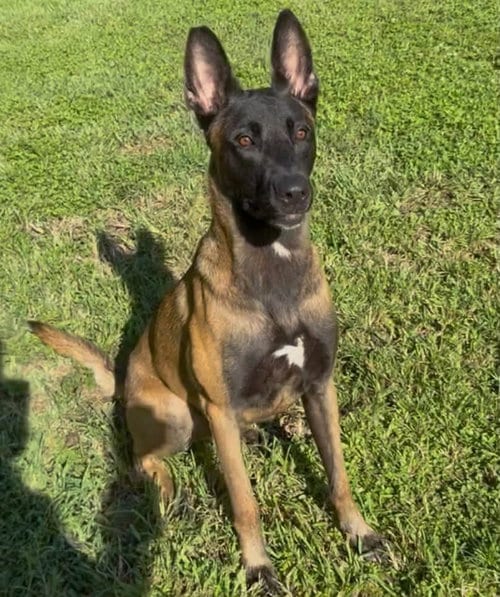 Photo of Ragnar - FL, adoptable Belgian Shepherd Malinois in Amherst Junction, Wisconsin