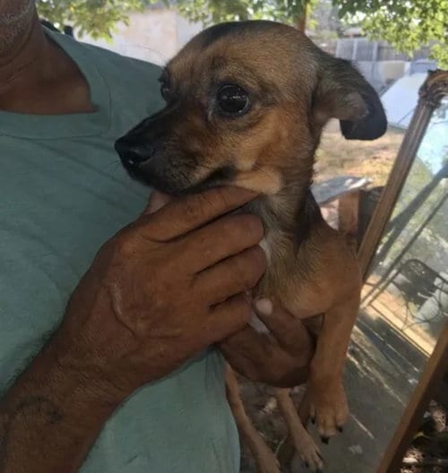 Photo of Sponsor Or, adoptable Chihuahua in Grafton, Wisconsin