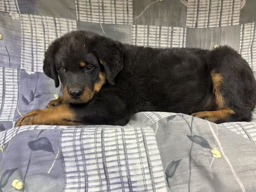 Photo of A128764, adoptable Rottweiler in HESPERIA, California