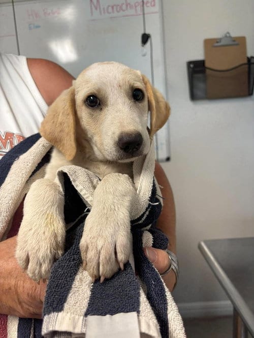 Photo of Peaches, adoptable Labrador Retriever in Bolivar, Missouri