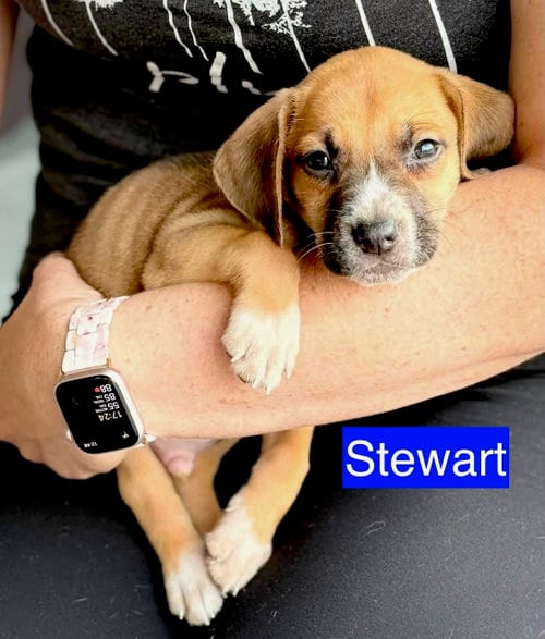 Photo of Stewart, adoptable Hound in Gilberts, Illinois
