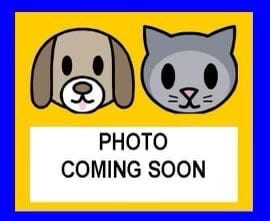 Photo of A826217, adoptable Terrier in San Antonio, Texas