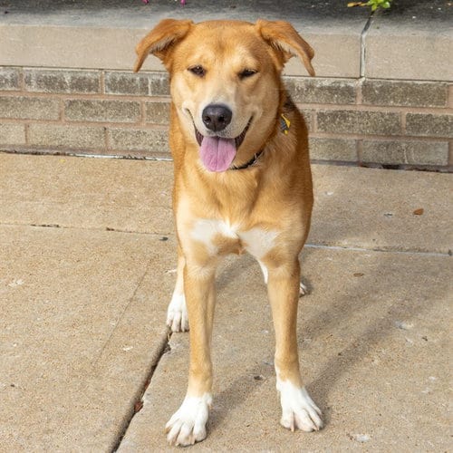 Photo of Candycorn, adoptable Collie in St Louis, Missouri